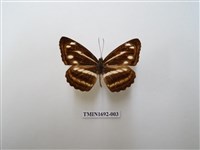 藏品(蓬萊環蛺蝶)的圖片